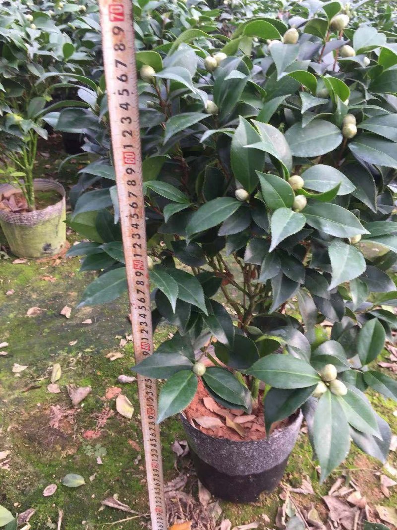 五色赤丹茶花开花多色花苞多多