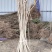 紫穗槐，高度一米以上优质苗，无病虫害，根系完好