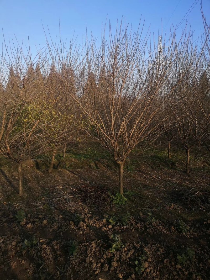 精品红梅，分枝点60-80，骨里红，冠大哥