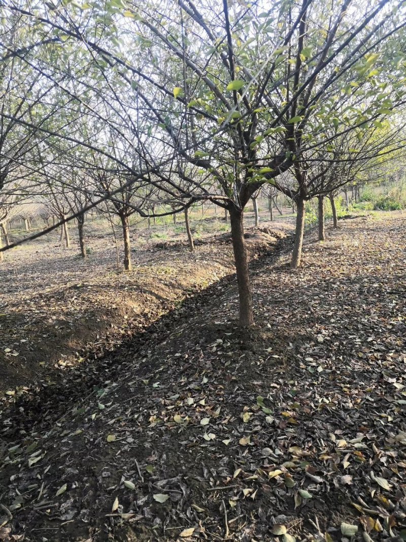 精品红梅，分枝点60-80，骨里红，冠大哥