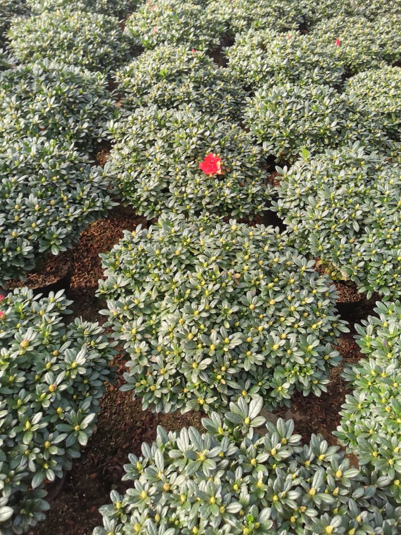 梅红杜鹃四季开花中国红