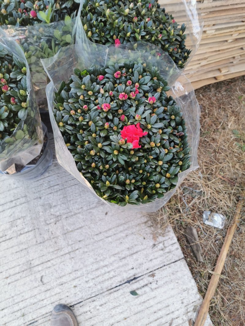 梅红杜鹃四季开花中国红