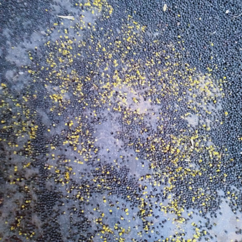 油菜籽色香味俱全。质量保证
