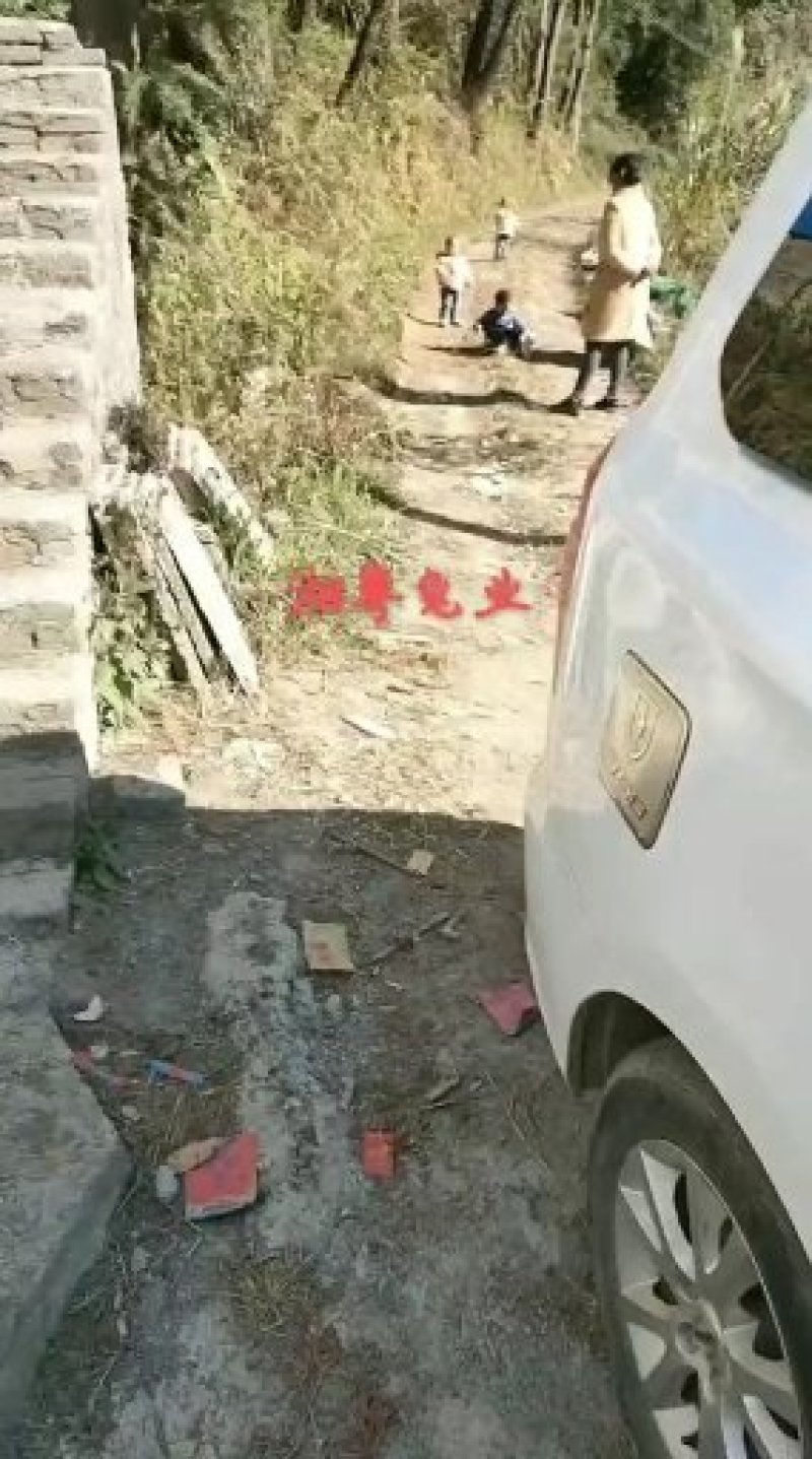 湖南兔子杂交比利时种兔肉兔兔子养殖回收包邮包技术包回收