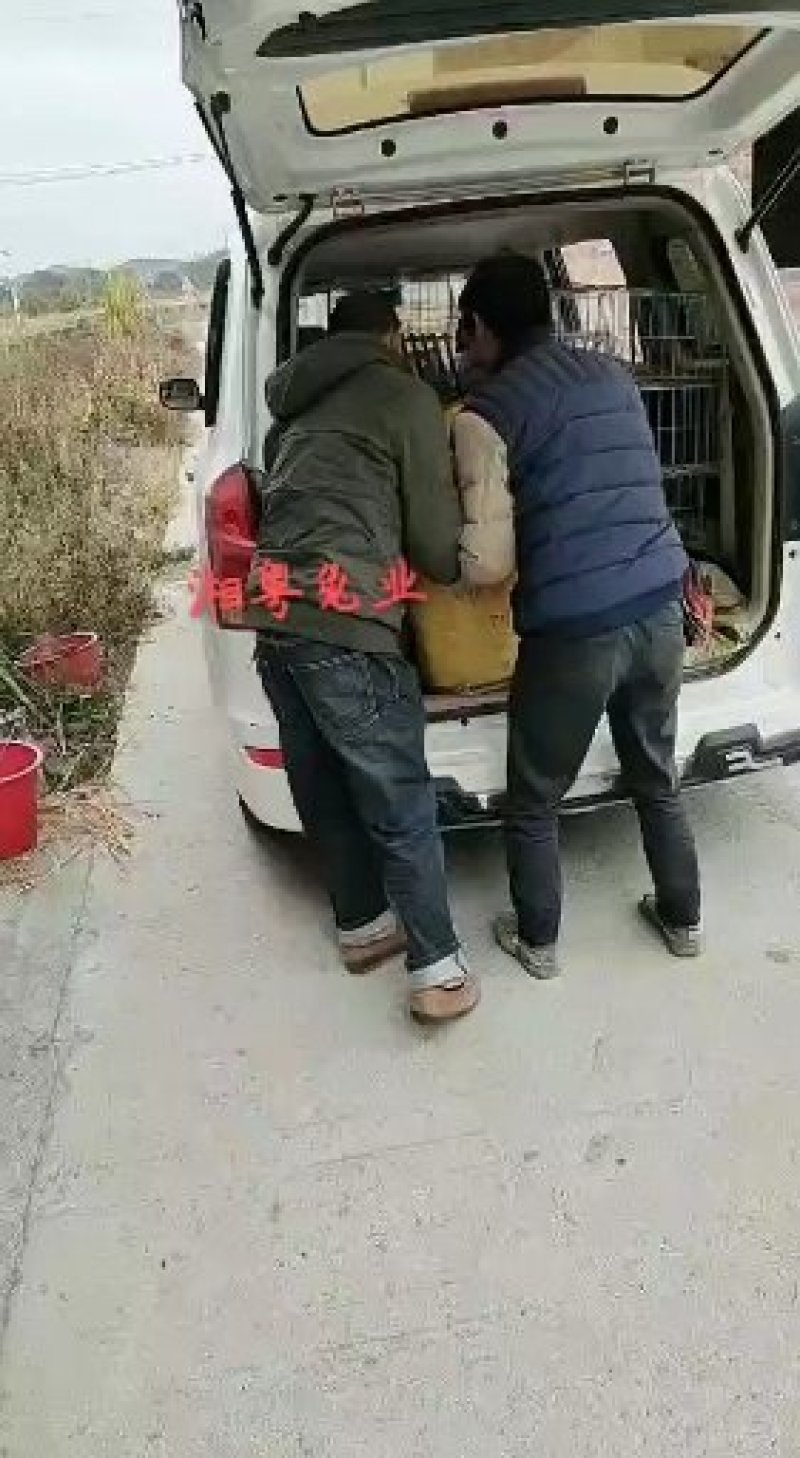杂交野兔比利时种兔八点黑肉兔伊兔子养殖回收包技术包成活率