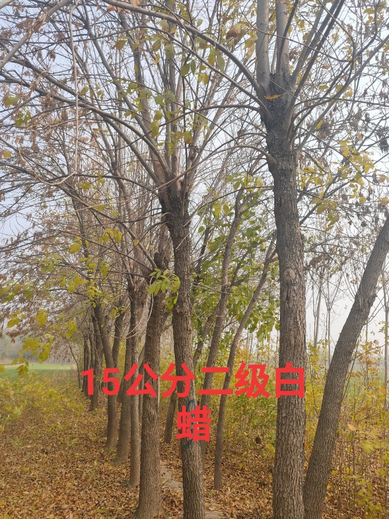 白蜡15-25公分，速生，原生老式都有货一手货源，量大充