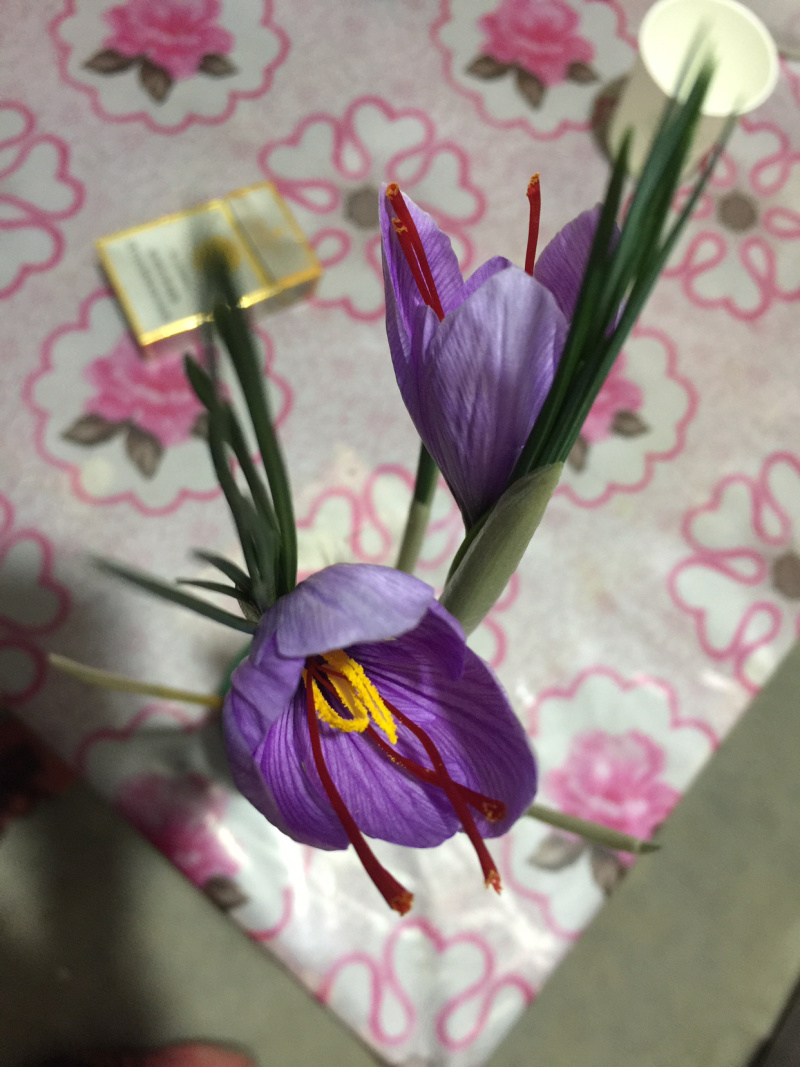 有需要藏红花的种球，尽快联系我订购。