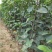 梨树嫁接苗翠冠梨黄金梨新月种植基地现挖现卖包技术