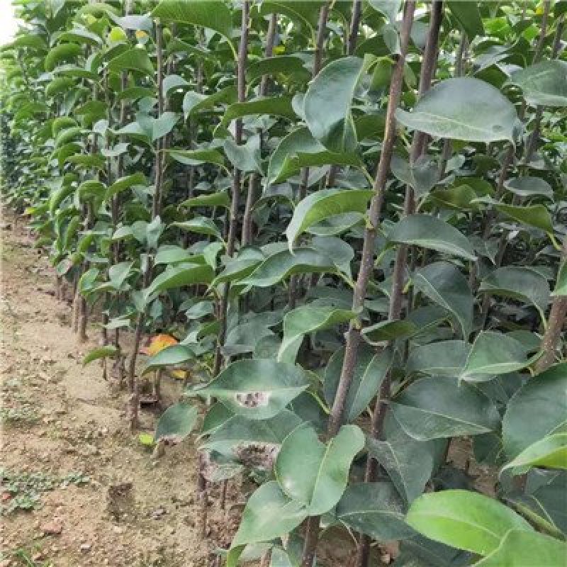 梨树嫁接苗翠冠梨黄金梨新月种植基地现挖现卖包技术