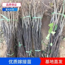 梨树嫁接苗翠冠梨黄金梨新月种植基地现挖现卖包技术