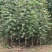梨树嫁接苗翠冠梨黄金梨新月种植基地现挖现卖包技术