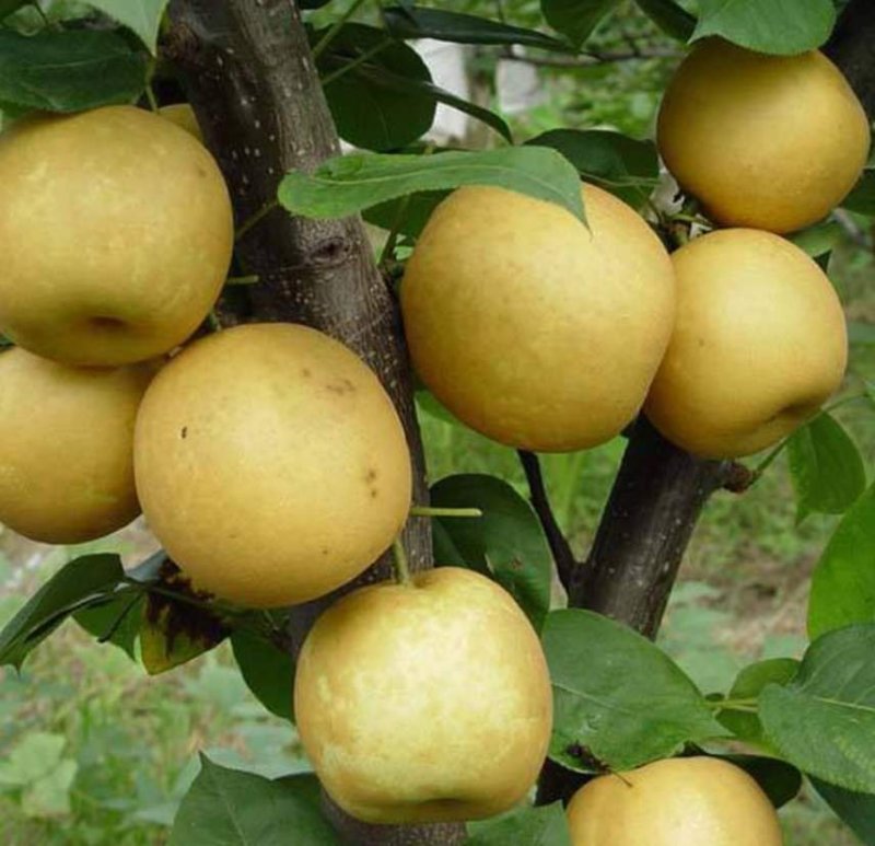 梨树嫁接苗翠冠梨黄金梨新月种植基地现挖现卖包技术