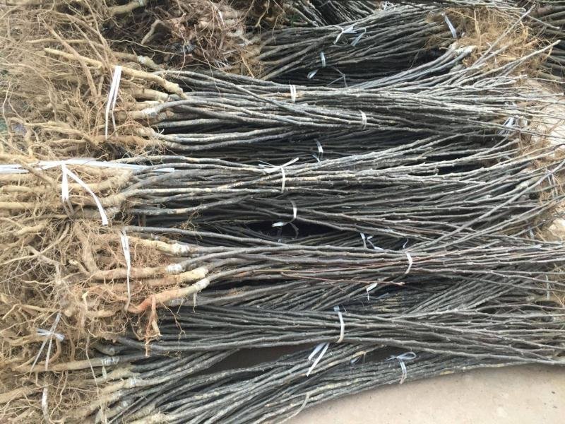 梨树嫁接苗翠冠梨黄金梨新月种植基地现挖现卖包技术