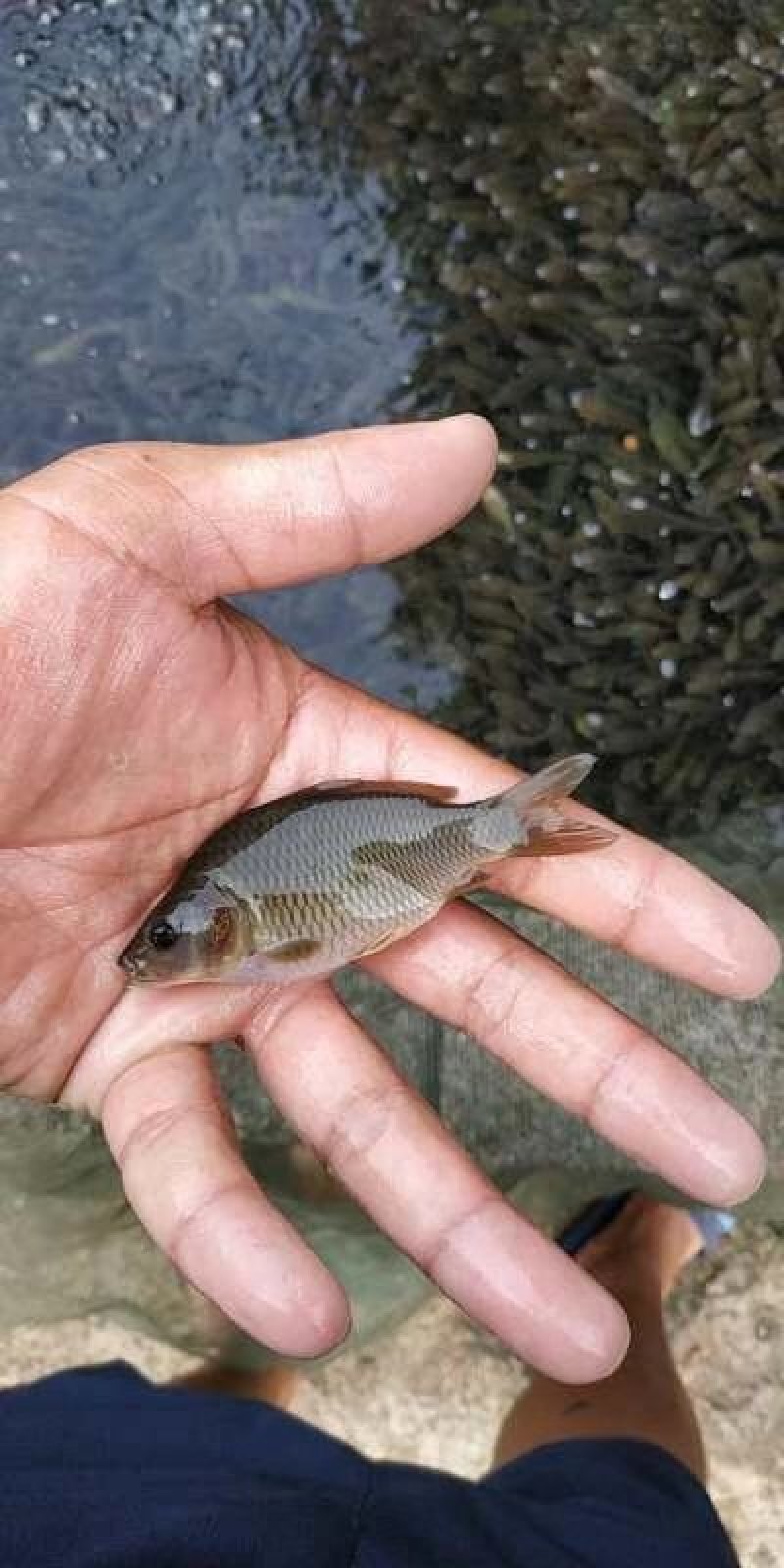 正宗禾花鲤鱼苗养殖场白云机场发货