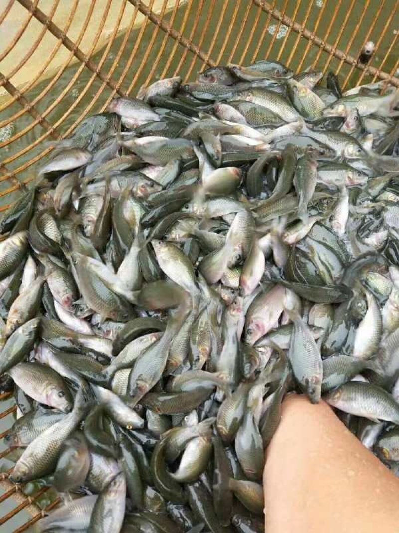 正宗禾花鲤鱼苗养殖场白云机场发货