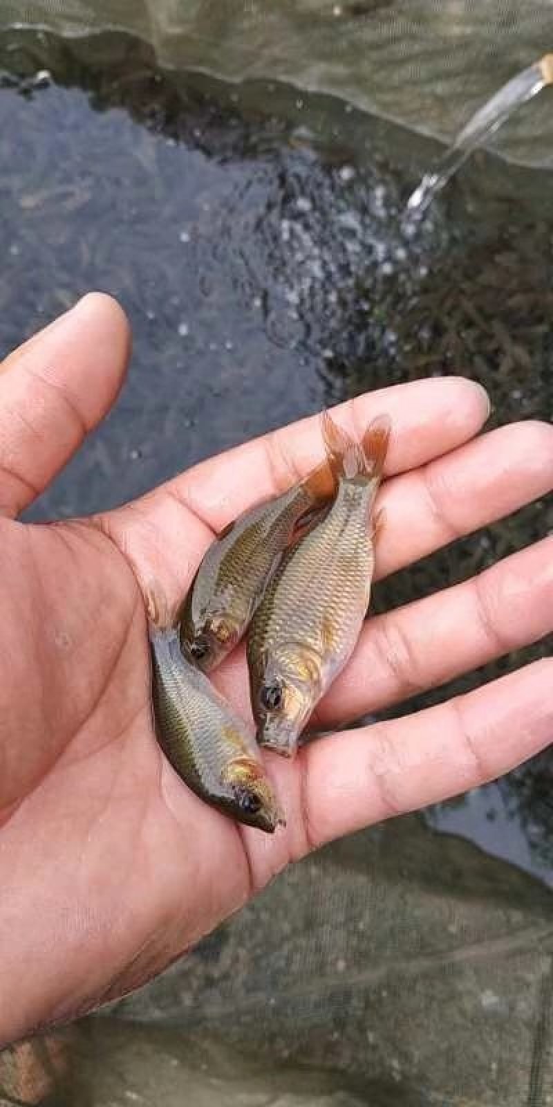 正宗禾花鲤鱼苗养殖场白云机场发货