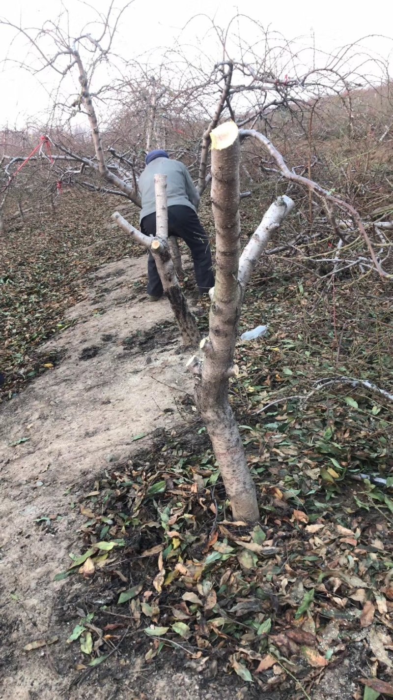 占地桃树5-15公分10万株，有需要的老板联系我！