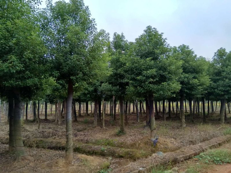 精品香樟，哪里有香樟树，香樟小苗，批发香樟，大香樟