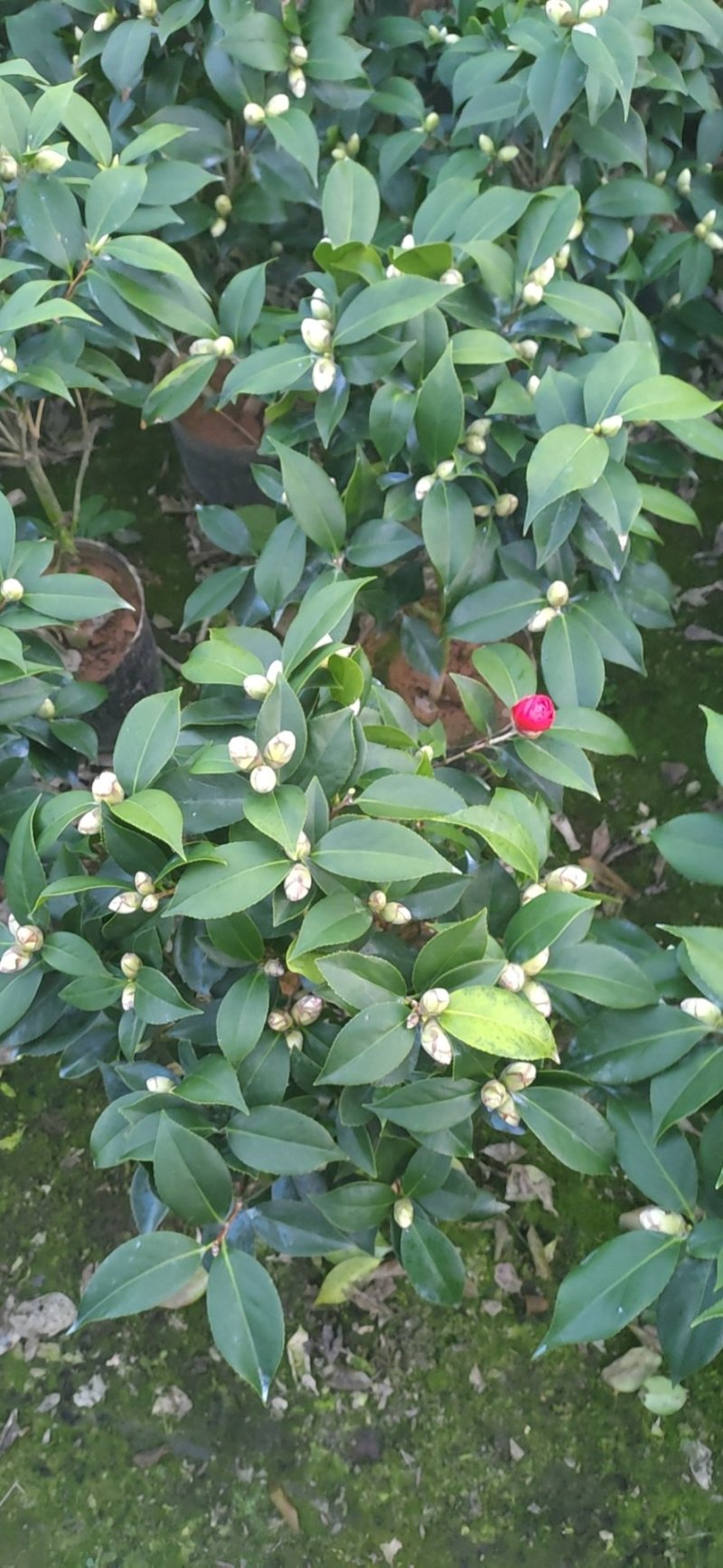 五色赤丹茶花福建四海园基地直销