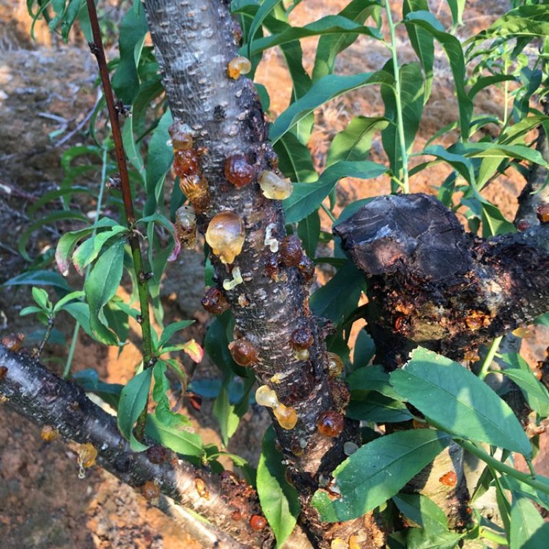 【有好货】包邮云南特产野生桃胶大颗粒手工修剪产地无杂质