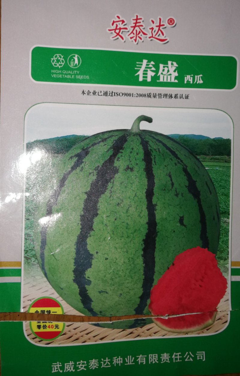 西瓜种子改良8424种子美都