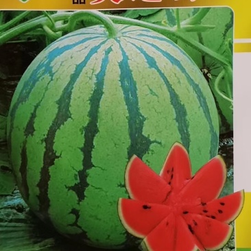 西瓜种子改良8424种子美都