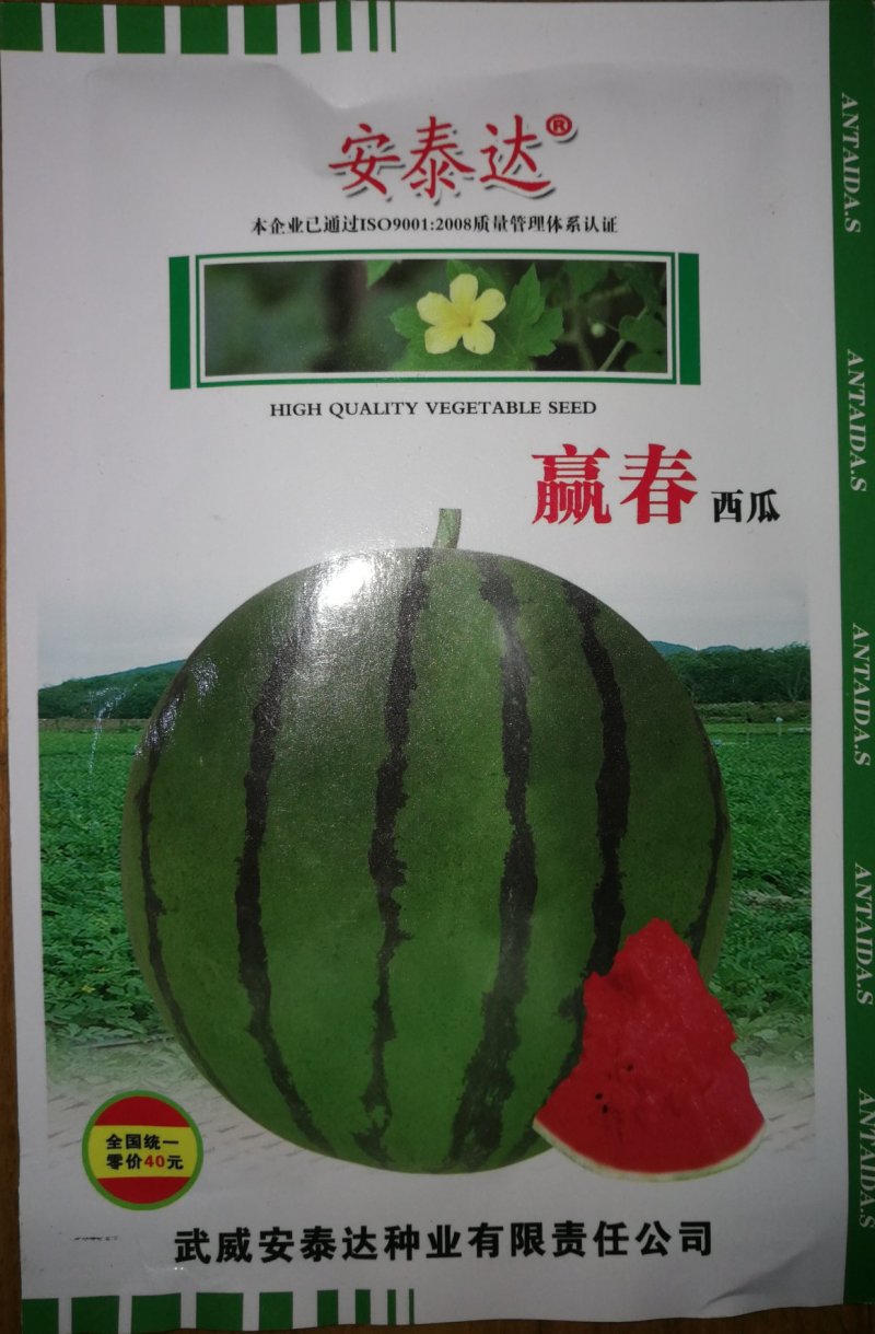 京欣西瓜种子美都种子美都