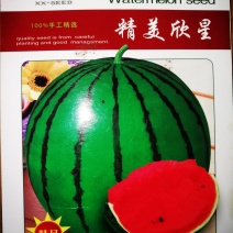 京欣西瓜种子美都种子美都