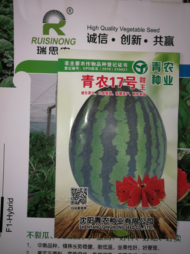 赢春西瓜种子口感好微萌美都美都种子
