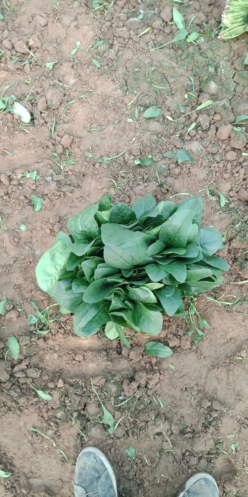 越冬菠菜质量好，价钱合里欢迎老板的到来。