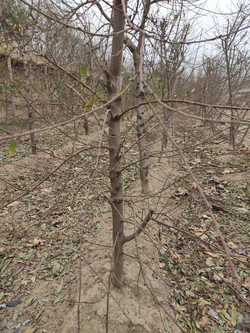 梨树，2至15公分一级树，承接占地工程，供应各种精品果树