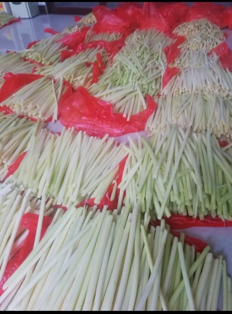 四季供应鲜蒲菜物美价廉