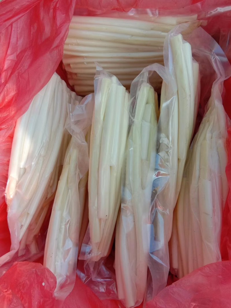 四季供应鲜蒲菜物美价廉