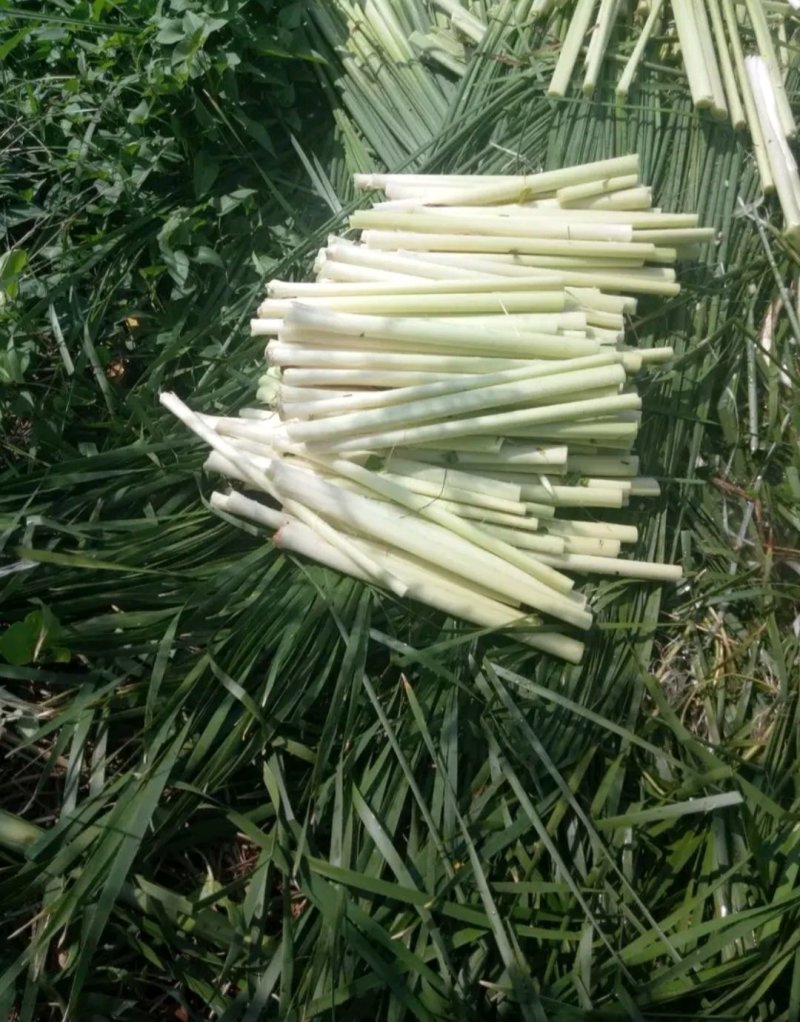 四季供应鲜蒲菜物美价廉
