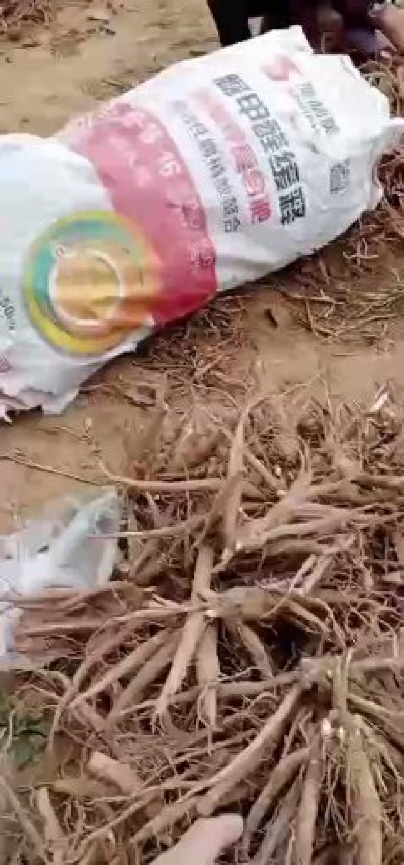 芍药苗基地直发，本公司育苗基地2000多亩，多年来以信念