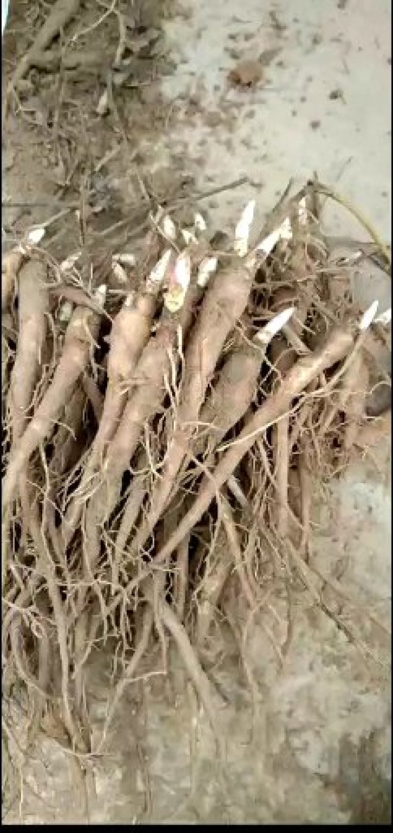 芍药苗基地直发，本公司育苗基地2000多亩，多年来以信念