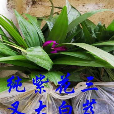 白芨种苗基地直供可视频看货量大从优