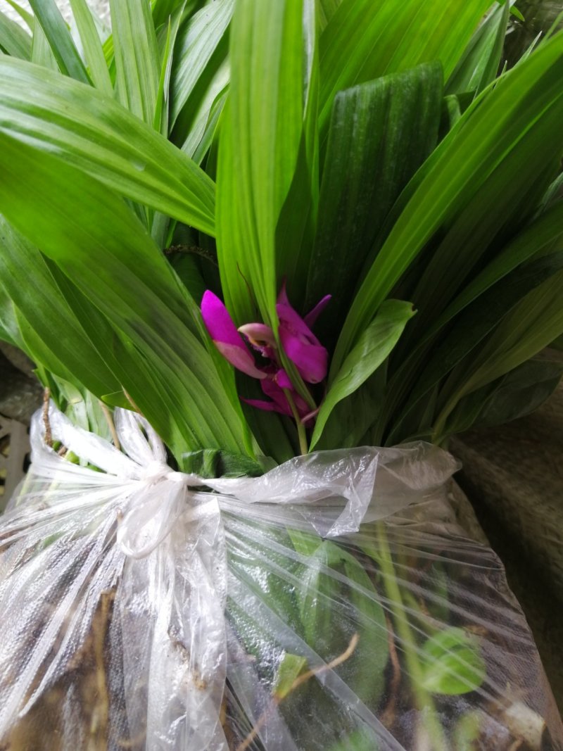 白芨种苗基地直供可视频看货量大从优