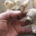 白芨种苗基地直供可视频看货量大从优