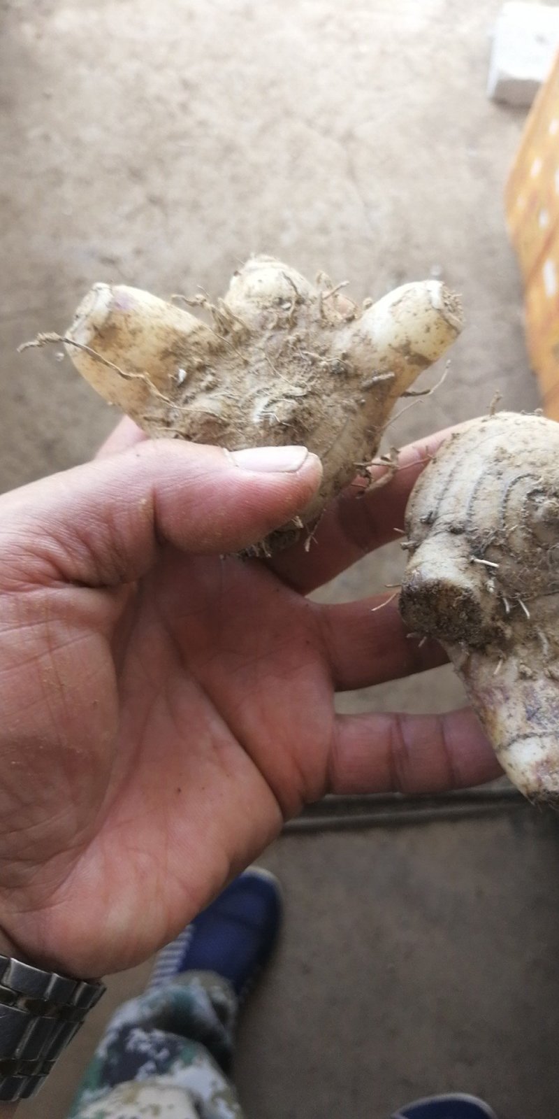 白芨种苗基地直供可视频看货量大从优