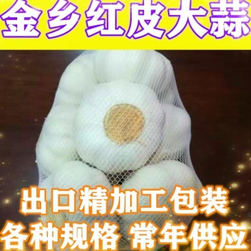 大蒜基地金乡，红皮大蒜，白皮大蒜精包装，市场通货天天供应