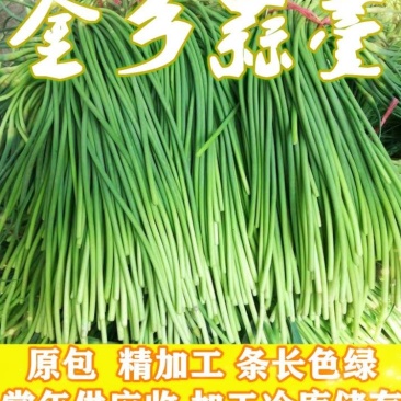 金乡蒜薹，红苞，白苞蒜薹超市精加工齐头，条长，颜色鲜艳
