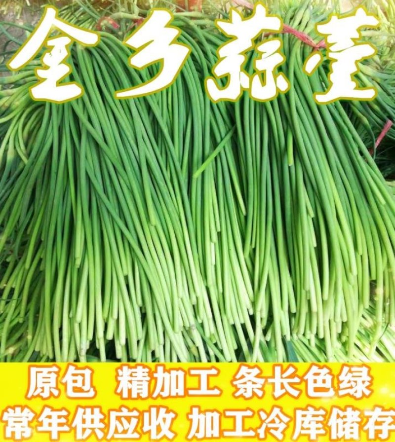 金乡蒜薹，红苞，白苞蒜薹超市精加工齐头，条长，颜色鲜艳