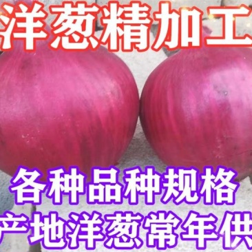 紫皮洋葱大量供应山东金乡，常年供应量大从优