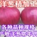 紫皮洋葱大量供应山东金乡，常年供应量大从优