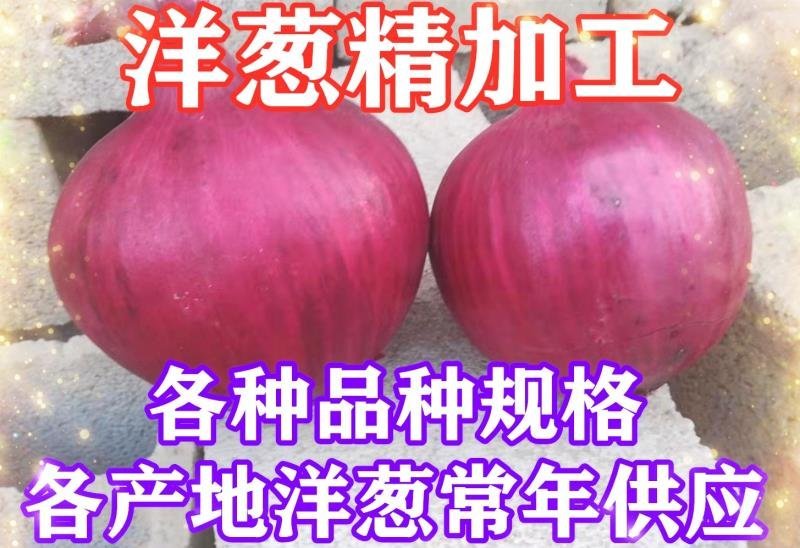 紫皮洋葱大量供应山东金乡，常年供应量大从优