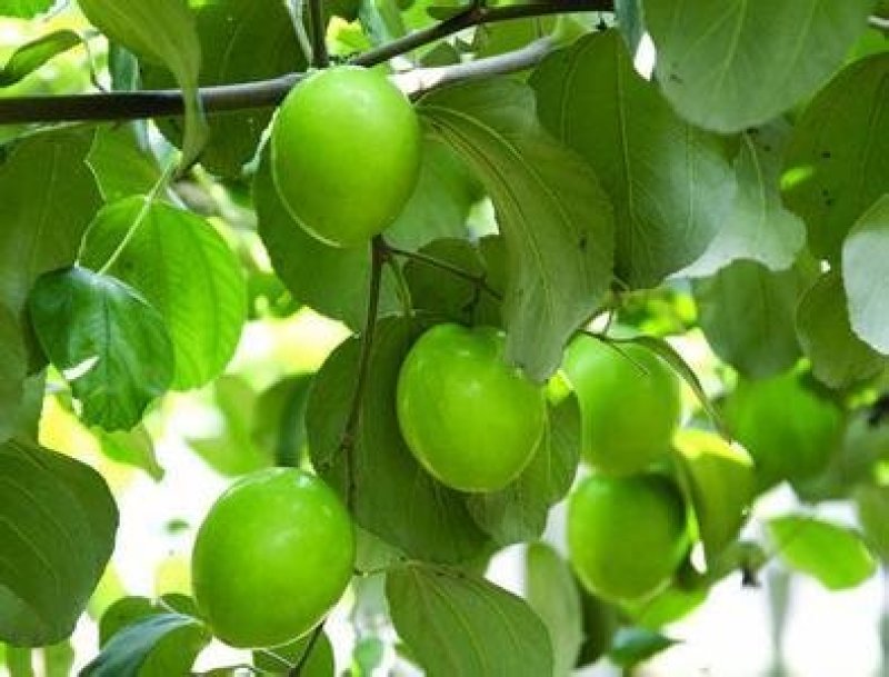 大青枣