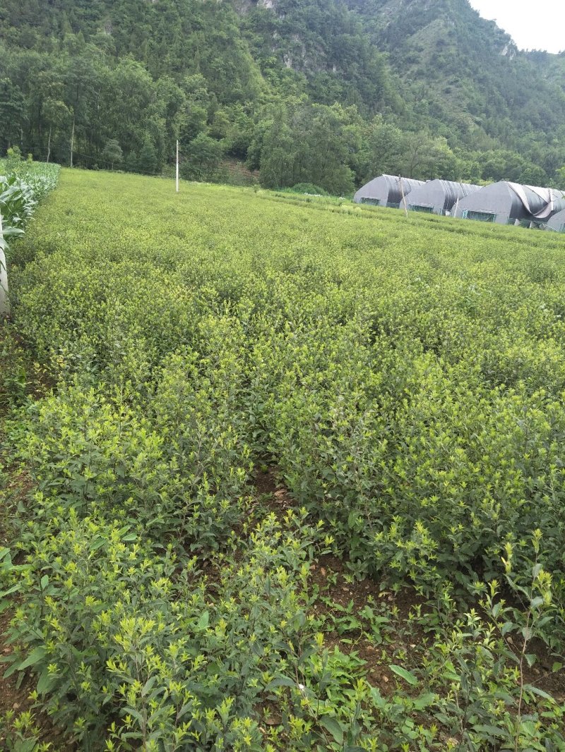 苍术苗，朱沙点苍术种子三门峡卢氏产地直销苍术籽，苍术苗
