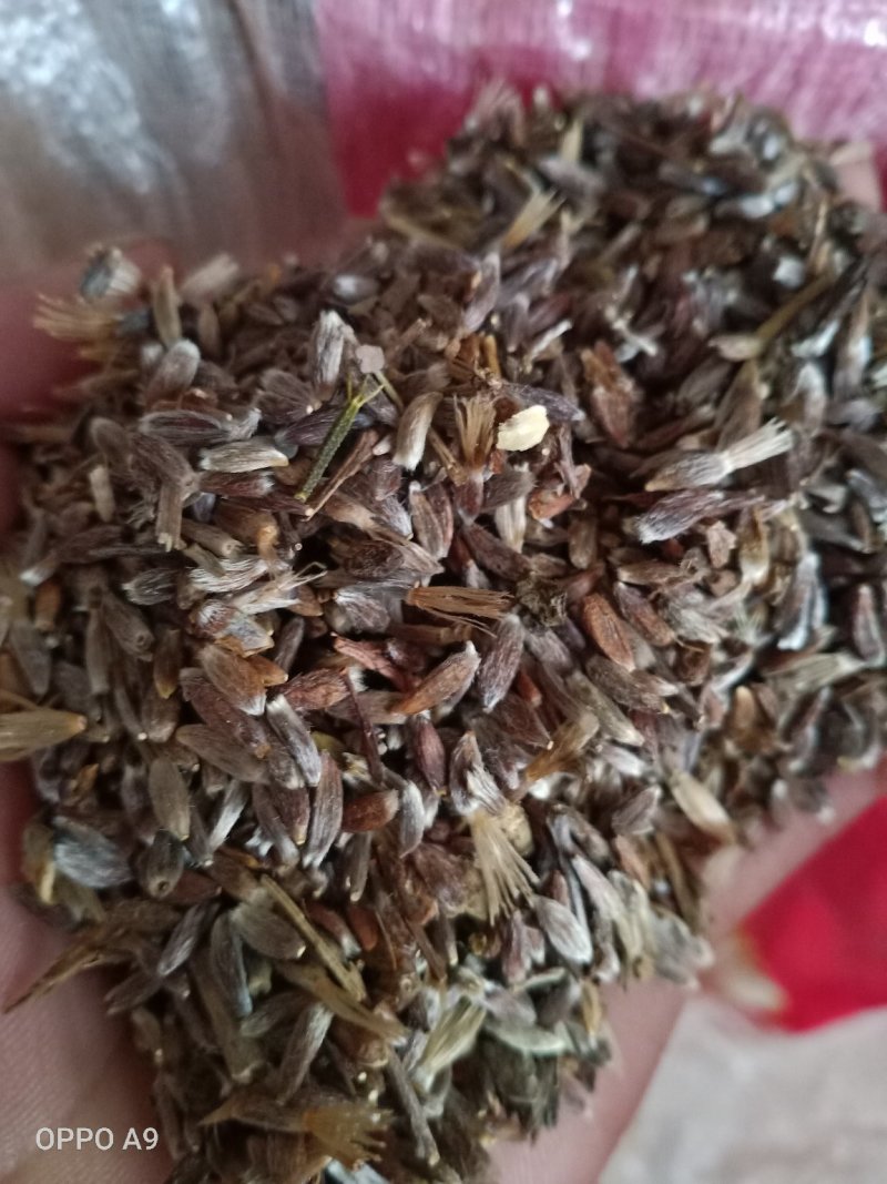 苍术苗，朱沙点苍术种子三门峡卢氏产地直销苍术籽，苍术苗
