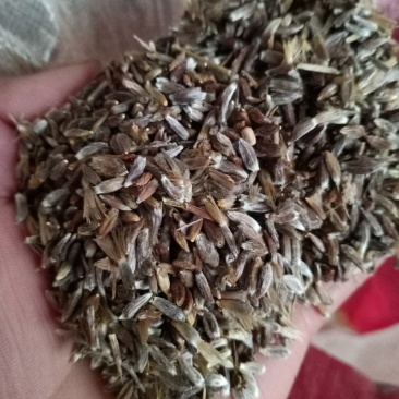 苍术苗，朱沙点苍术种子三门峡卢氏产地直销苍术籽，苍术苗